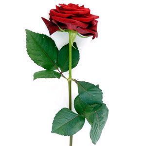 Forever Preserved Single Rose